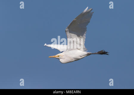 Oostelijke Koereiger in de vlucht;Ost Kuhreiher im Flug Stockfoto