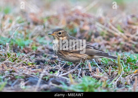 Amerikaanse Waterpieper; American Buff-bellied Pieper Stockfoto