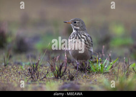 Amerikaanse Waterpieper, American Buff-bellied Pieper Stockfoto