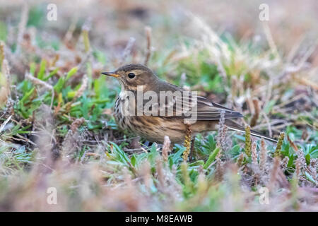 Amerikaanse Waterpieper; American Buff-bellied Pieper Stockfoto