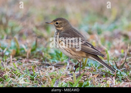 Amerikaanse Waterpieper; American Buff-bellied Pieper Stockfoto