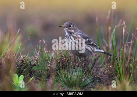 Amerikaanse Waterpieper, American Buff-bellied Pieper Stockfoto