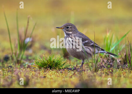 Amerikaanse Waterpieper, American Buff-bellied Pieper Stockfoto