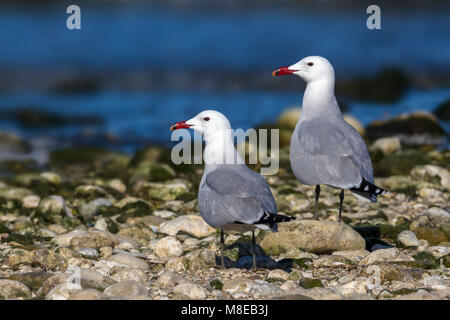 Audouins Meeuw staand op Strang, audouin's Möwe am Strand Stockfoto