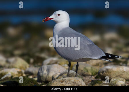 Audouins Meeuw staand op Strang, audouin's Möwe am Strand Stockfoto