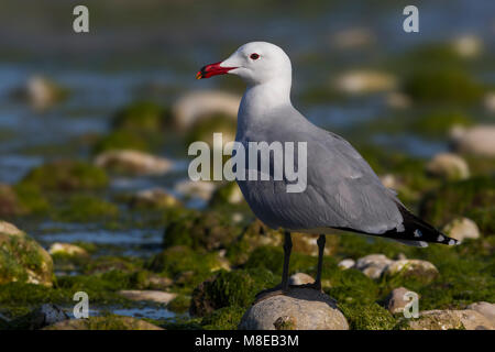 Audouins Meeuw staand op Strang, audouin's Möwe am Strand Stockfoto