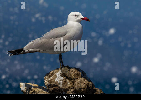 Audouins Meeuw staand op Strang, audouin's Möwe am Strand Stockfoto