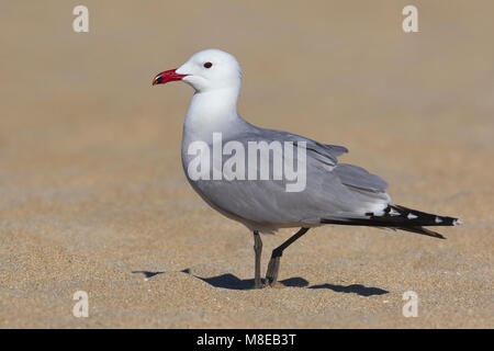 Audouins Meeuw staand op Strang, audouin's Möwe am Strand Stockfoto