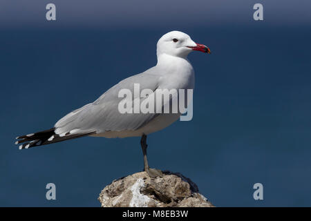 Audouins Meeuw staand op Strang, audouin's Möwe am Strand Stockfoto