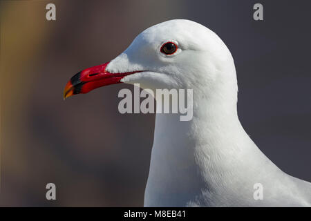 Audouins Meeuw staand op Strang, audouin's Möwe am Strand Stockfoto