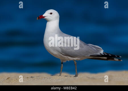 Audouins Meeuw staand op Strang, audouin's Möwe am Strand Stockfoto