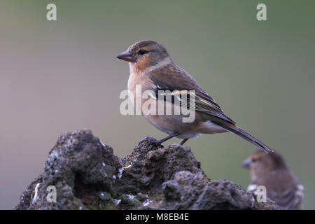 Vrouwtje Azorenvink; Azoren Buchfink Weiblich Stockfoto