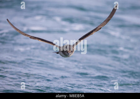 Vale Pijlstormvogel vliegend über de Zee, Balearen Shearwater im Flug über das Meer Stockfoto