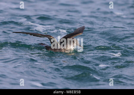 Vale Pijlstormvogel vliegend über de Zee, Balearen Shearwater im Flug über das Meer Stockfoto