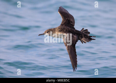 Vale Pijlstormvogel vliegend über de Zee, Balearen Shearwater im Flug über das Meer Stockfoto