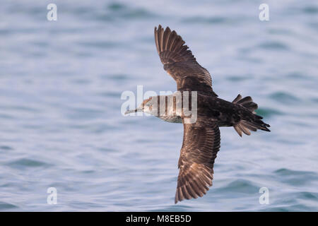 Vale Pijlstormvogel vliegend über de Zee, Balearen Shearwater im Flug über das Meer Stockfoto