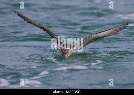 Vale Pijlstormvogel vliegend über de Zee, Balearen Shearwater im Flug über das Meer Stockfoto