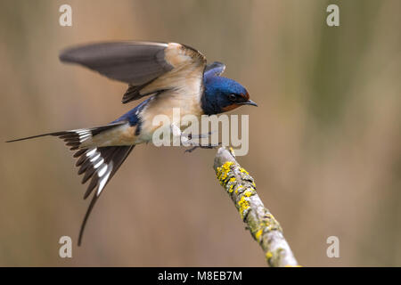 In Boerenzwaluw vlucht, Rauchschwalbe im Flug Stockfoto