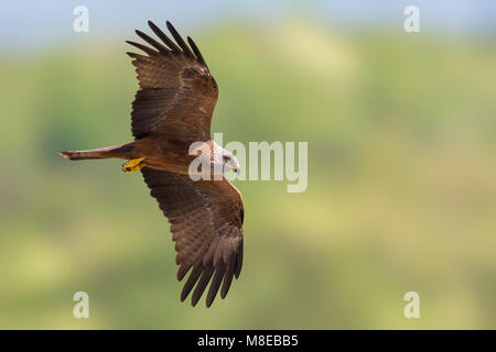 Zwarte Wouw in Vlucht; schwarzer Milan im Flug Stockfoto