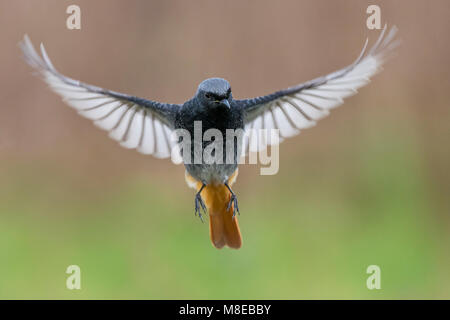 Zwarte Roodstaart; Schwarz; Redstart Phoenicurus ochruros gibraltariensis Stockfoto