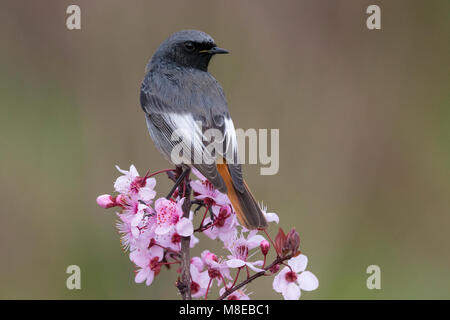 Zwarte Roodstaart; Schwarz; Redstart Phoenicurus ochruros gibraltariensis Stockfoto