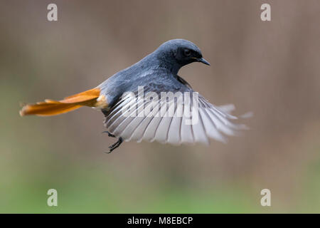 Zwarte Roodstaart; Schwarz; Redstart Phoenicurus ochruros gibraltariensis Stockfoto