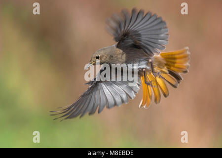 Zwarte Roodstaart; Schwarz; Redstart Phoenicurus ochruros gibraltariensis Stockfoto