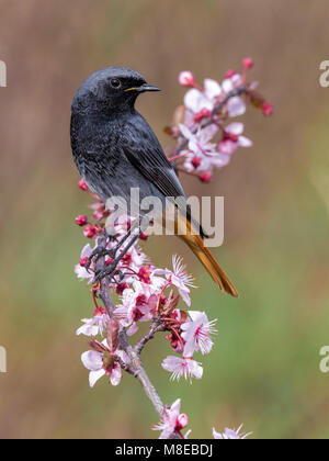 Zwarte Roodstaart; Schwarz; Redstart Phoenicurus ochruros gibraltariensis Stockfoto