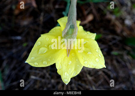 Ein Easter Lily ist nicht nur eine schöne Blume, sondern auch ein Symbol für die Auferstehung Jesu Christi Stockfoto