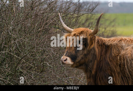 Junge galloway Rind in niederländischen Natur Stockfoto