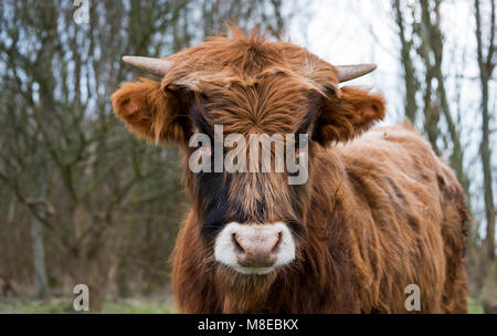 junge Galloway-Kuh Stockfoto