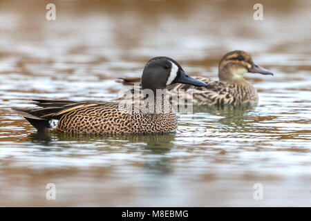 Mannetje Blauwvleugeltaling; Blue-winged Teal Männlich Stockfoto