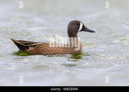 Mannetje Blauwvleugeltaling; Blue-winged Teal Männlich Stockfoto