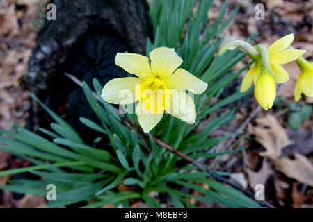 Ein Easter Lily ist nicht nur eine schöne Blume, sondern auch ein Symbol für die Auferstehung Jesu Christi Stockfoto