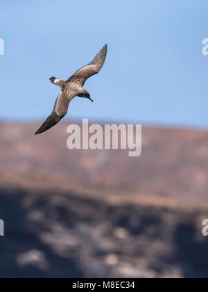 Kaapverdische Pijlstormvogel; Kap Verde Shearwater Stockfoto