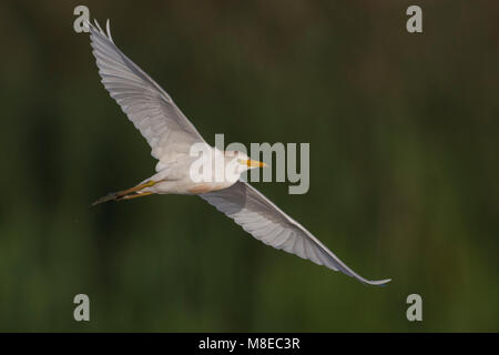 Vliegende Koereiger; Kuhreiher im Flug Stockfoto