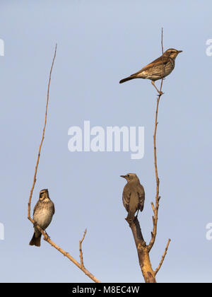 Bruine Lijster; Dusky Thrush Stockfoto