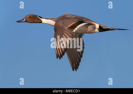 Mannetje Pijlstaart in Vlucht; Männliche nördlichen Pintail im Flug Stockfoto