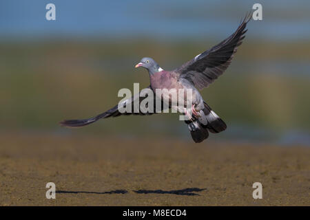 Volwassen Houtduif in Vlucht; Erwachsene Woodpigeon im Flug Stockfoto