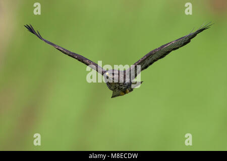 Buizerd ssp Victoriae; Azoren; Mäusebussard Buteo buteo Victoriae Stockfoto