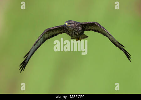 Buizerd ssp Victoriae; Azoren; Mäusebussard Buteo buteo Victoriae Stockfoto