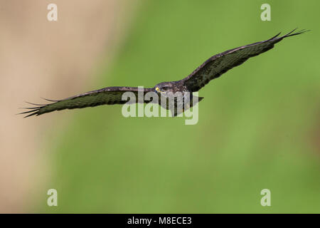 Buizerd ssp Victoriae; Azoren; Mäusebussard Buteo buteo Victoriae Stockfoto