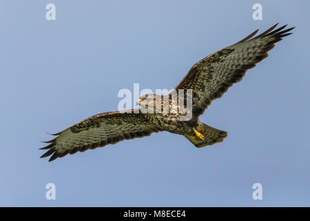 Buizerd ssp Victoriae; Azoren; Mäusebussard Buteo buteo Victoriae Stockfoto