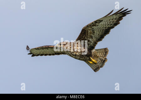 Buizerd ssp Victoriae; Azoren; Mäusebussard Buteo buteo Victoriae Stockfoto