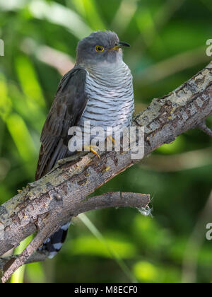 Koekoek ; gemeinsame Kuckuck Cuculus canorus; Stockfoto