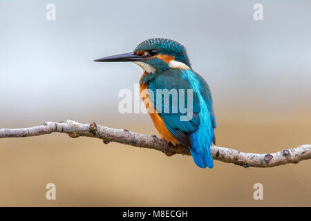 Goudsbloem zittend op een Tak; Eisvögel auf einem Ast sitzend Stockfoto