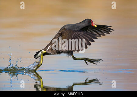 Waterhoen ; gemeinsame Moorhuhn Stockfoto