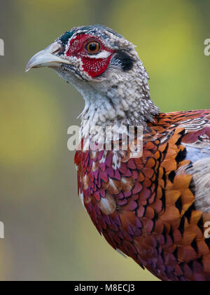 Fazant portret mannetje ; gemeinsame Fasan Porträt Mann Stockfoto