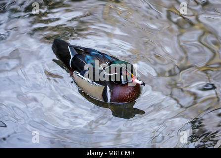 Ein Holz ente Drake auf metallischen suchen Wasser Stockfoto