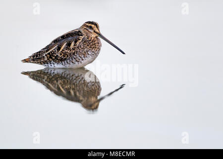 Staand Watersnip in Wasser; Bekassine in Wasser gehockt Stockfoto